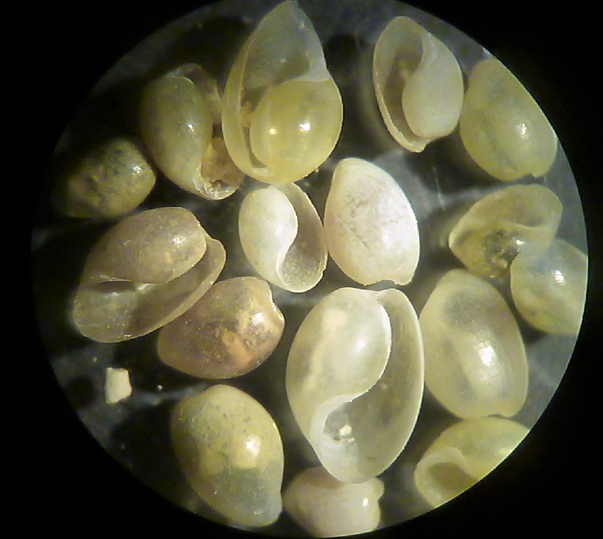 Gasteropode da determinare